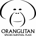 Orangutan SSP