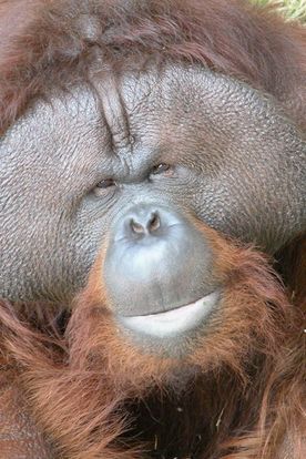 Orangutans - Orangutan SSP