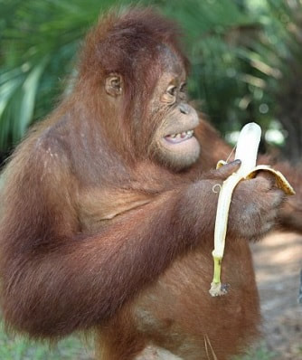 Non-Human Faces - Orangutan SSP