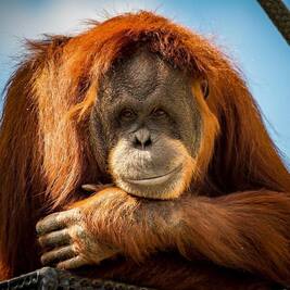 Non Human Faces Orangutan Ssp - 